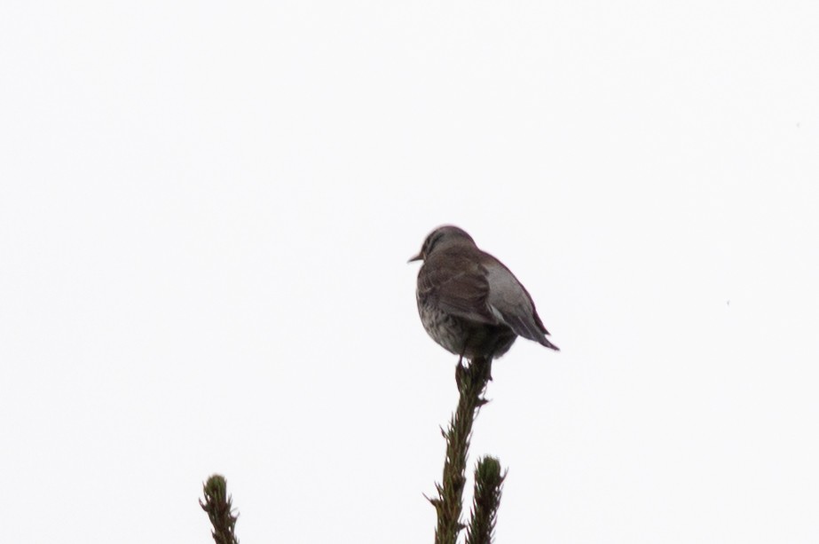 Fieldfare - ML643429885