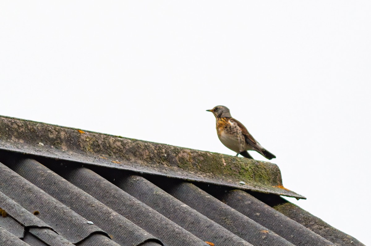 Fieldfare - ML643429886