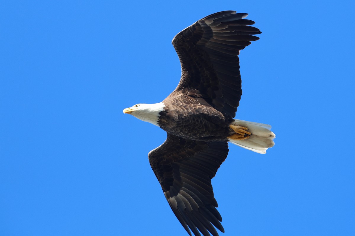 Bald Eagle - ML643429891