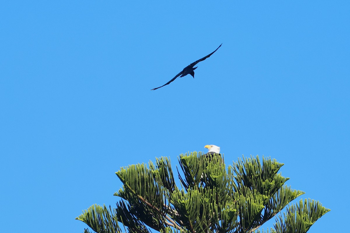 Bald Eagle - ML643429894