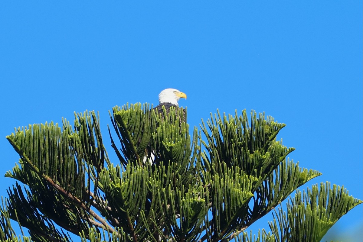 Bald Eagle - ML643429895