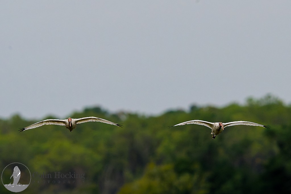 Ibis blanc - ML643429908