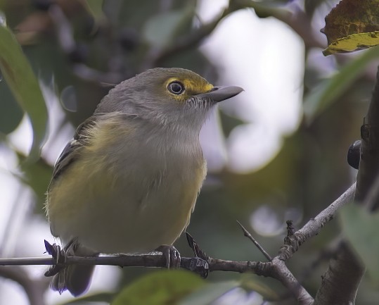 White-eyed Vireo - ML643429936