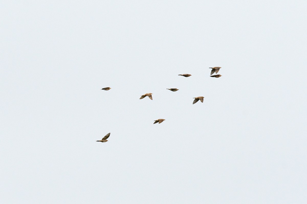 Rosy Starling - ML643429937