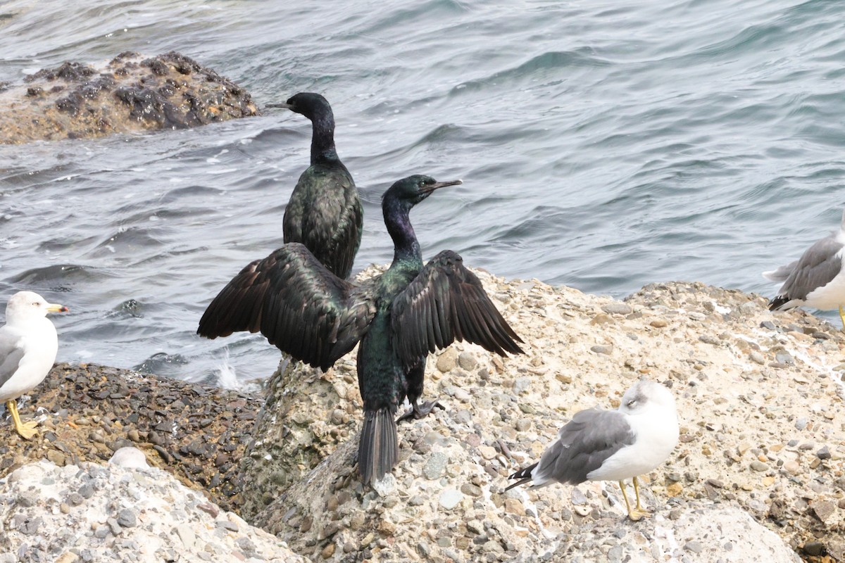 Pelagic Cormorant - ML643429971