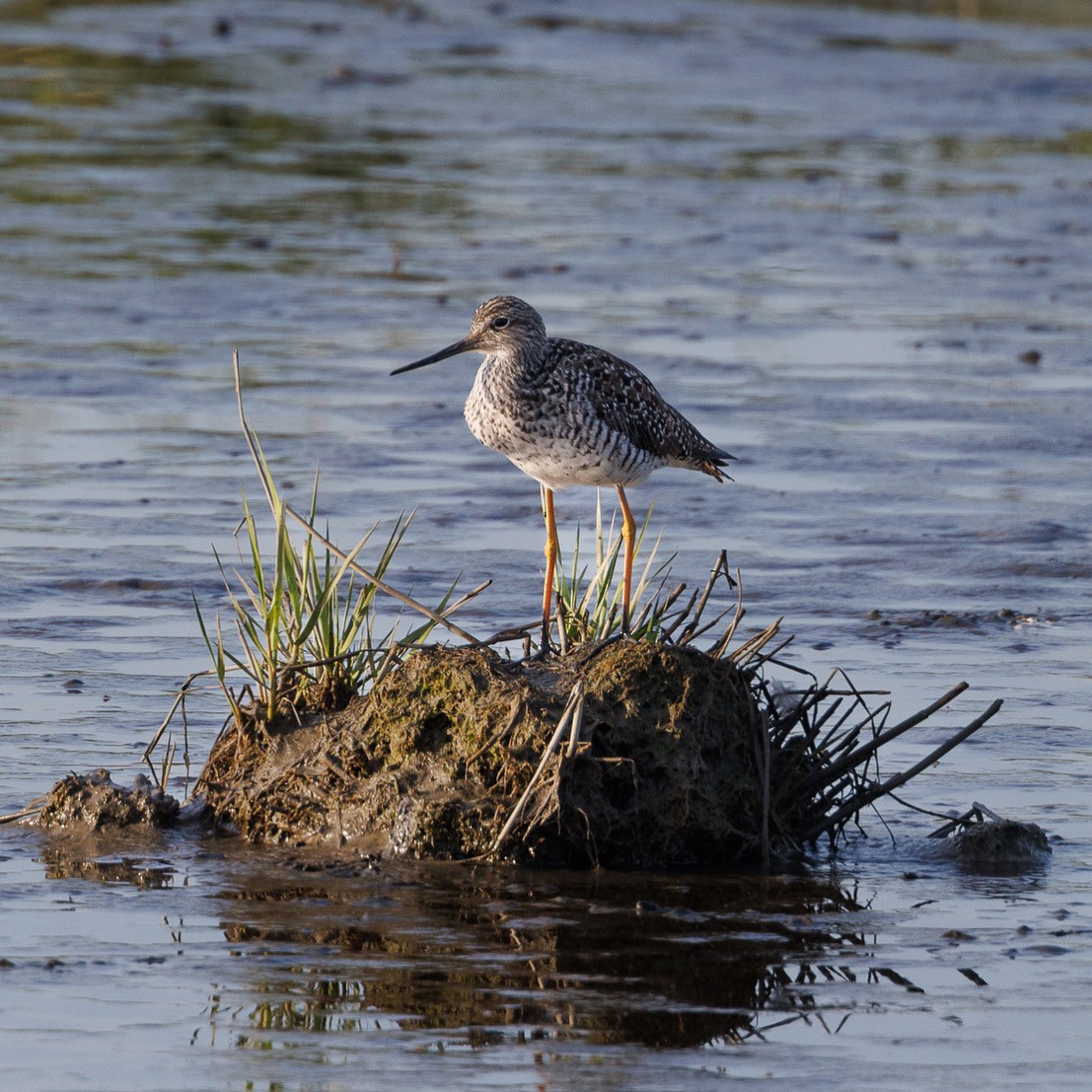 Greater Yellowlegs - ML643429979