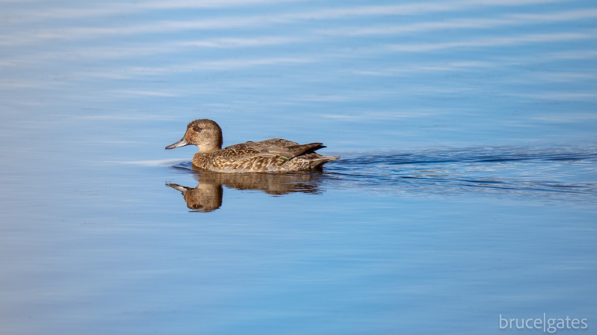 Green-winged Teal - ML643430004