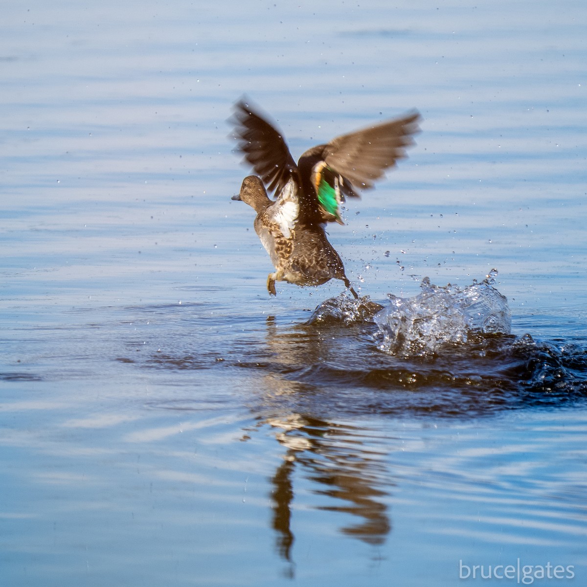 Green-winged Teal - ML643430009