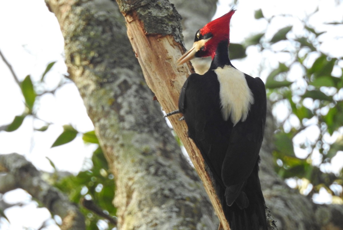Cream-backed Woodpecker - ML643430012