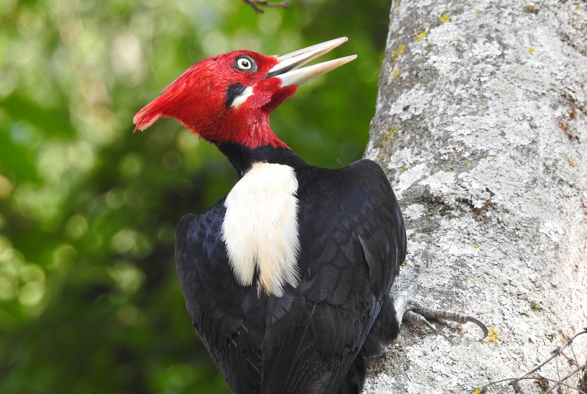 Cream-backed Woodpecker - ML643430013