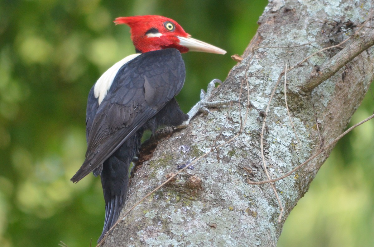 Cream-backed Woodpecker - ML643430014