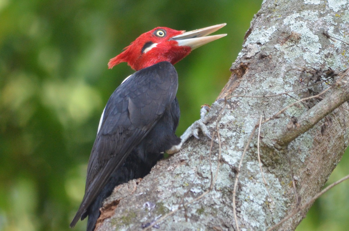 Cream-backed Woodpecker - ML643430015