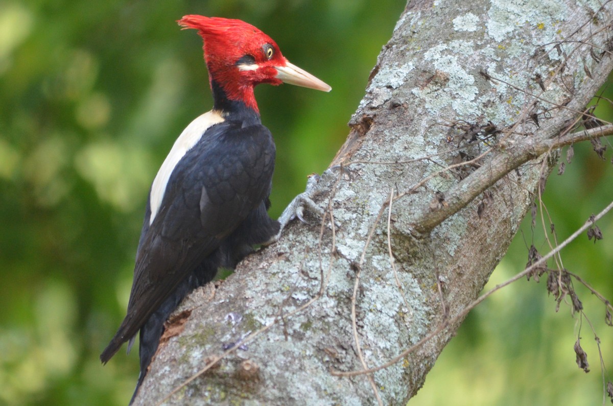 Cream-backed Woodpecker - ML643430016