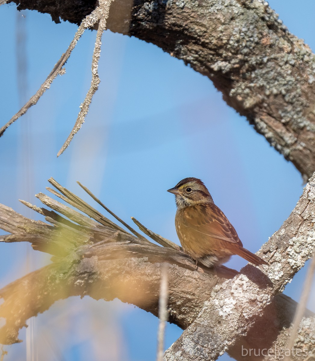 Swamp Sparrow - ML643430018