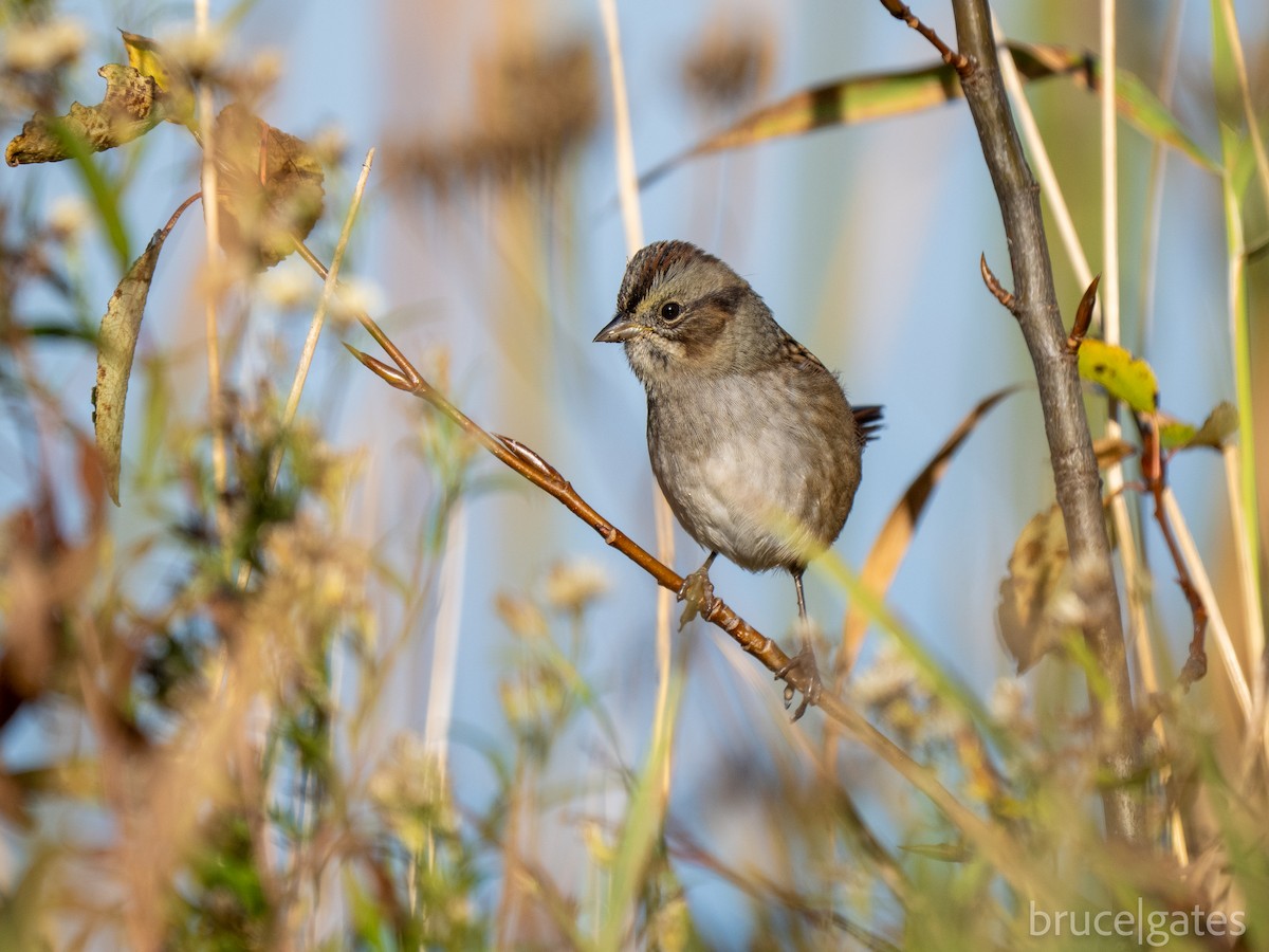 Swamp Sparrow - ML643430022