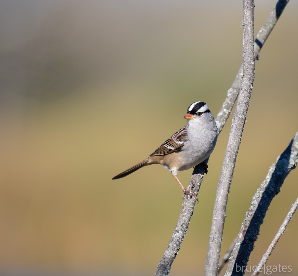 White-crowned Sparrow - ML643430044