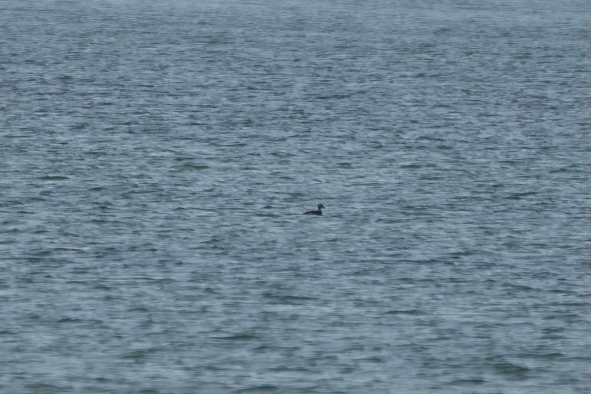 Long-tailed Duck - ML643430052