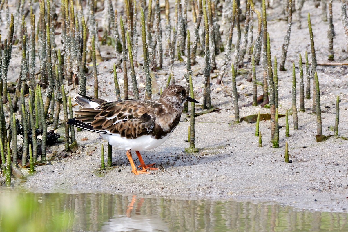 Ruddy Turnstone - ML643430058