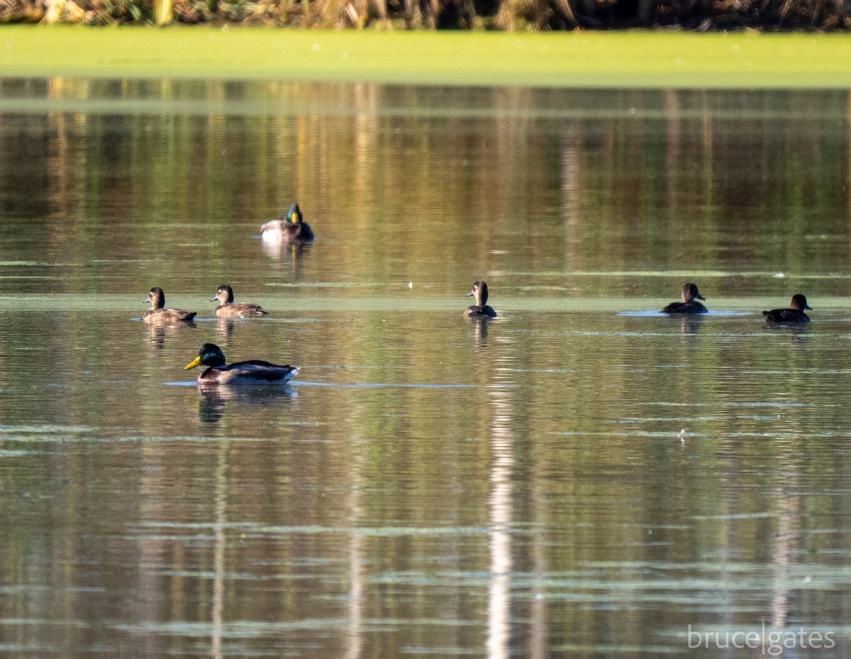 Ring-necked Duck - ML643430059