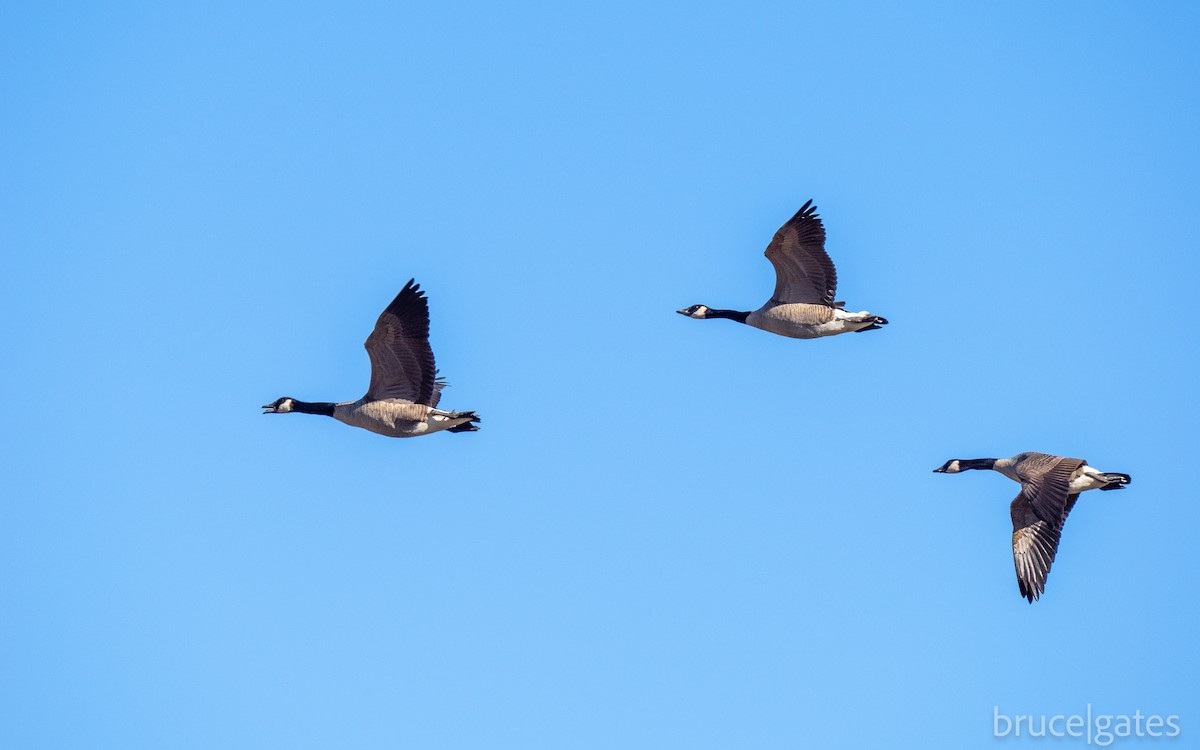 Canada Goose - ML643430065