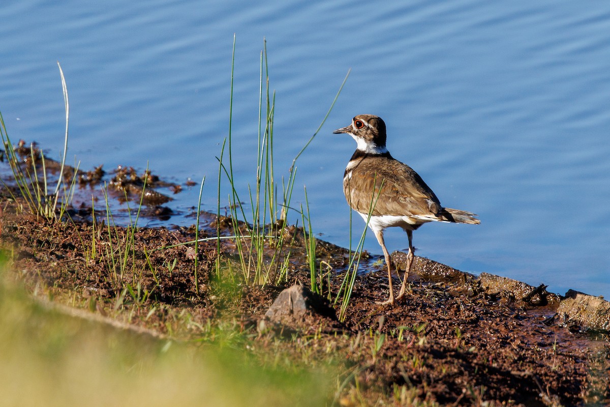 Killdeer - ML643430070