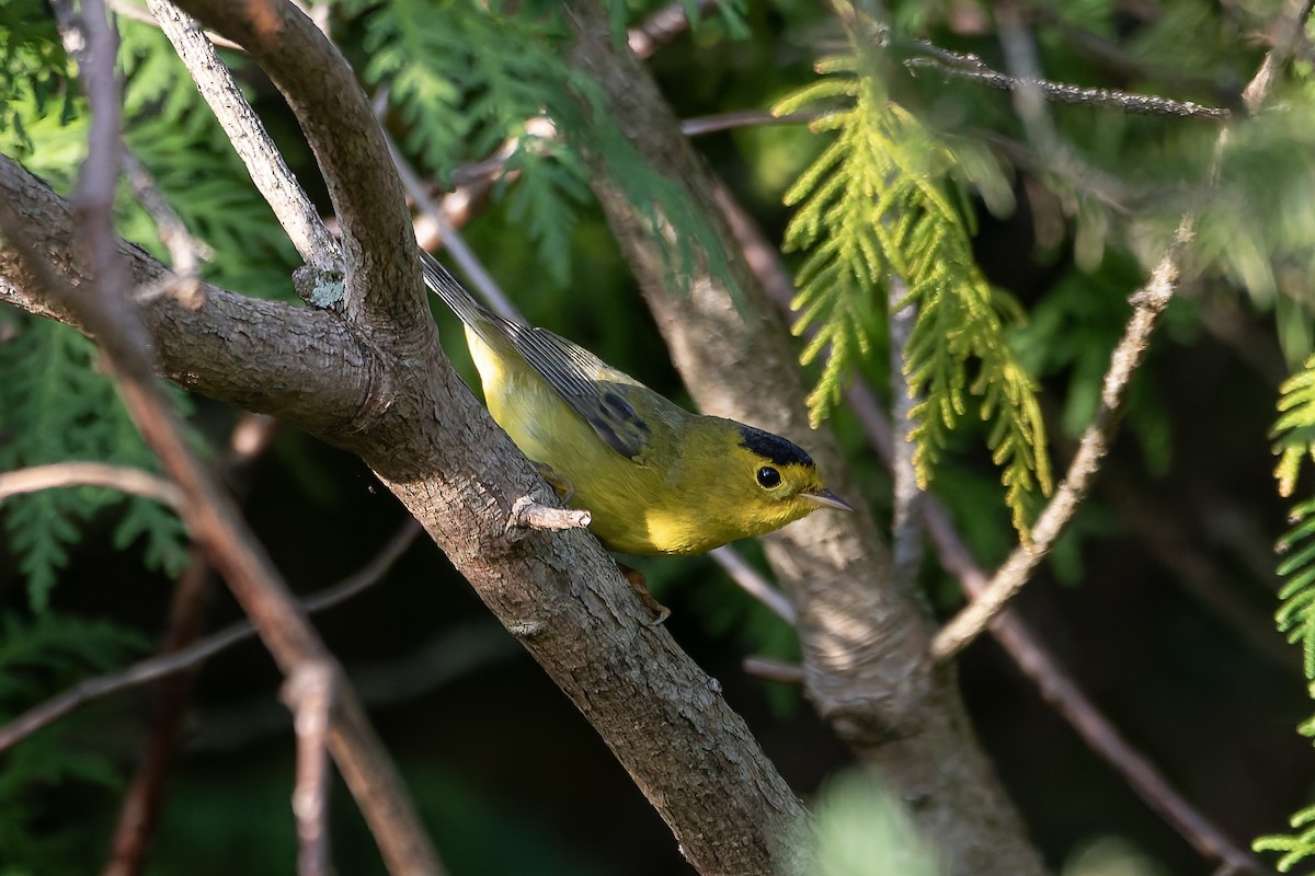 Wilson's Warbler - ML643430072