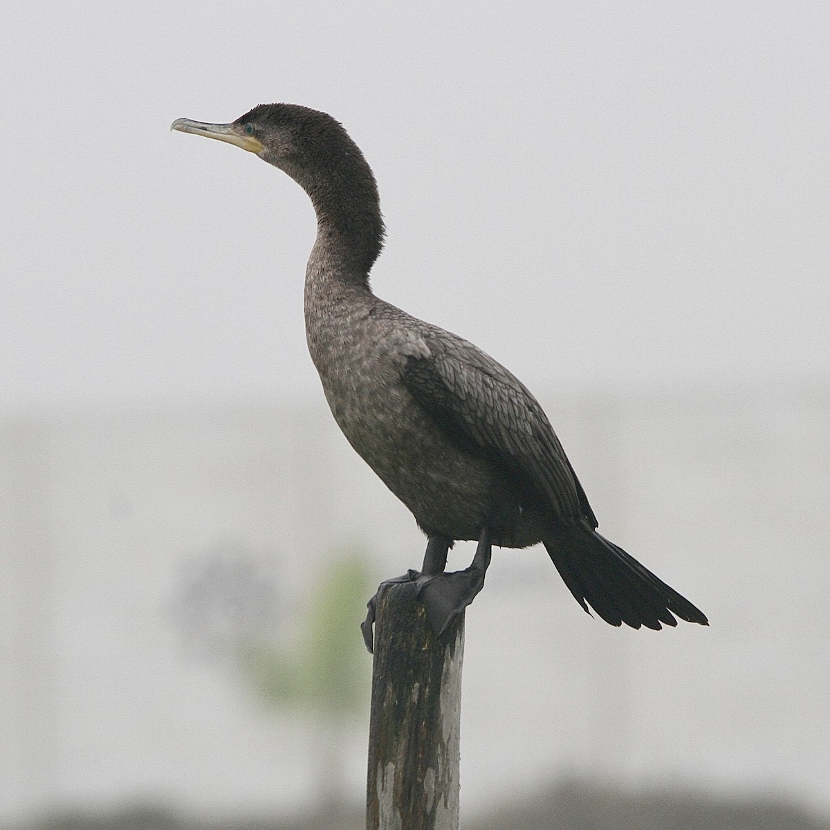 Neotropic Cormorant - ML643430075