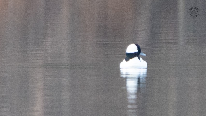 Bufflehead - ML643430076