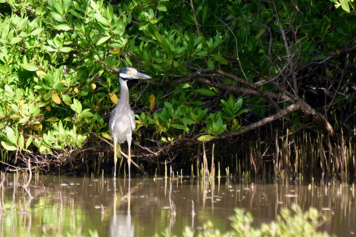 Yellow-crowned Night Heron - ML643430079