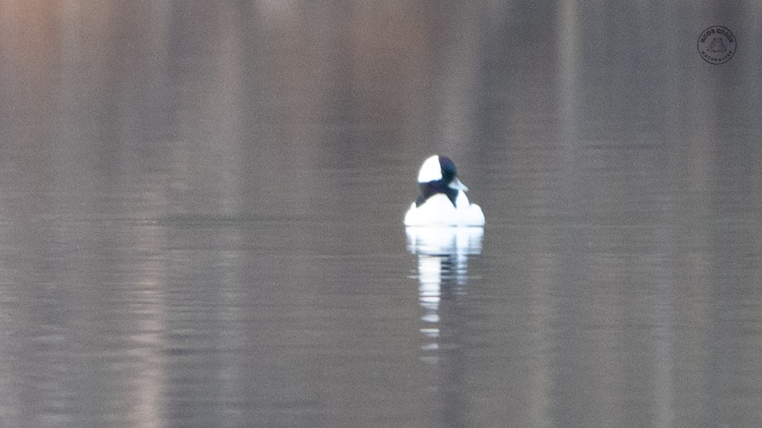 Bufflehead - ML643430082