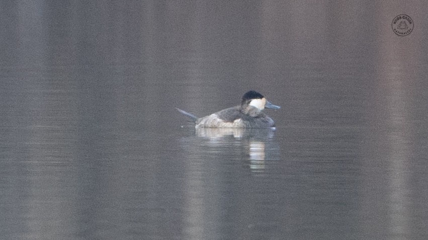 Ruddy Duck - ML643430088