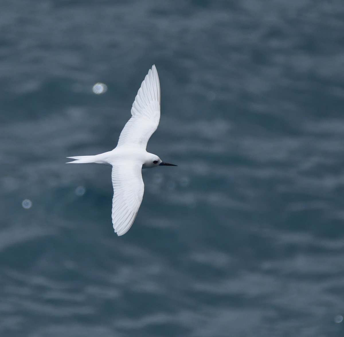 White Tern - ML643430099
