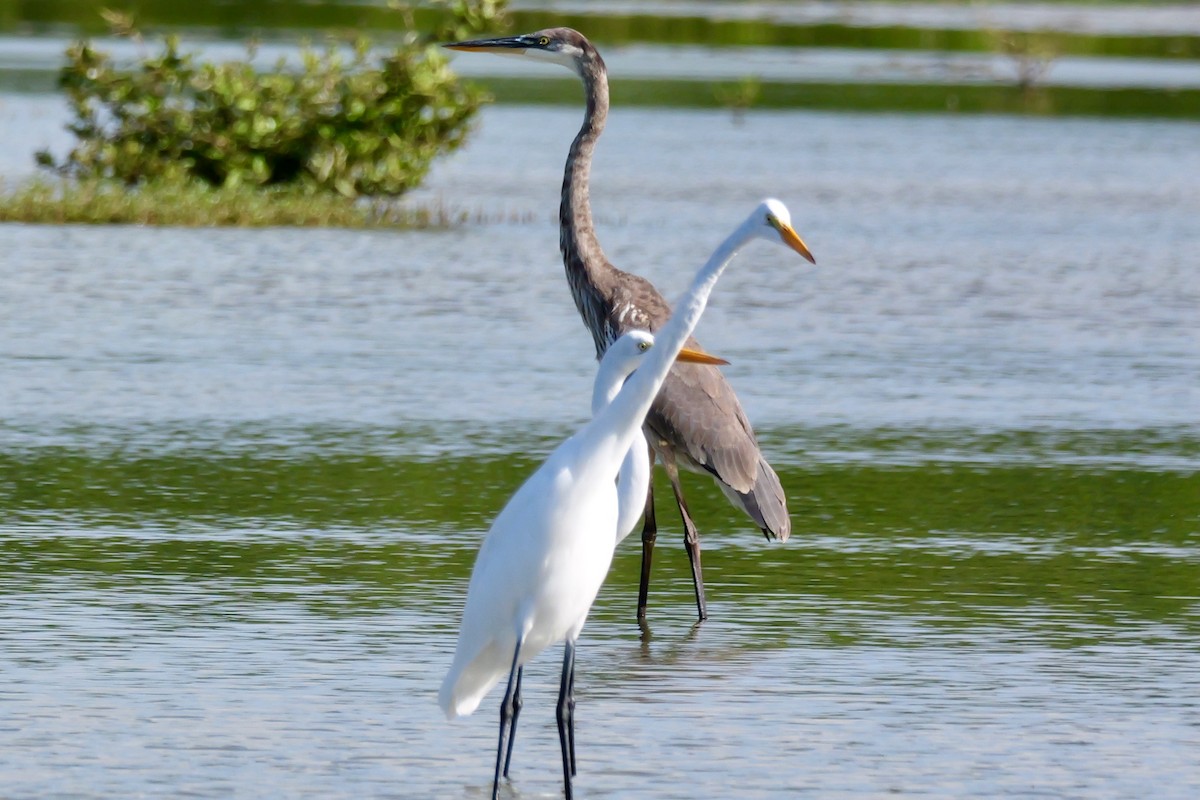 Great Blue Heron - ML643430104
