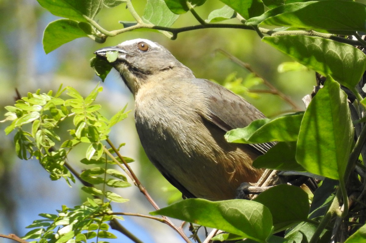 Bluish-gray Saltator - ML643430113