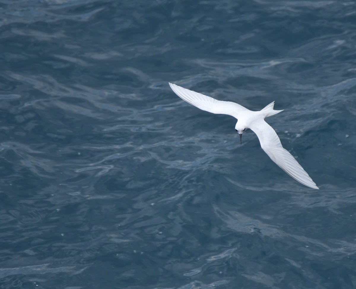 White Tern - ML643430119