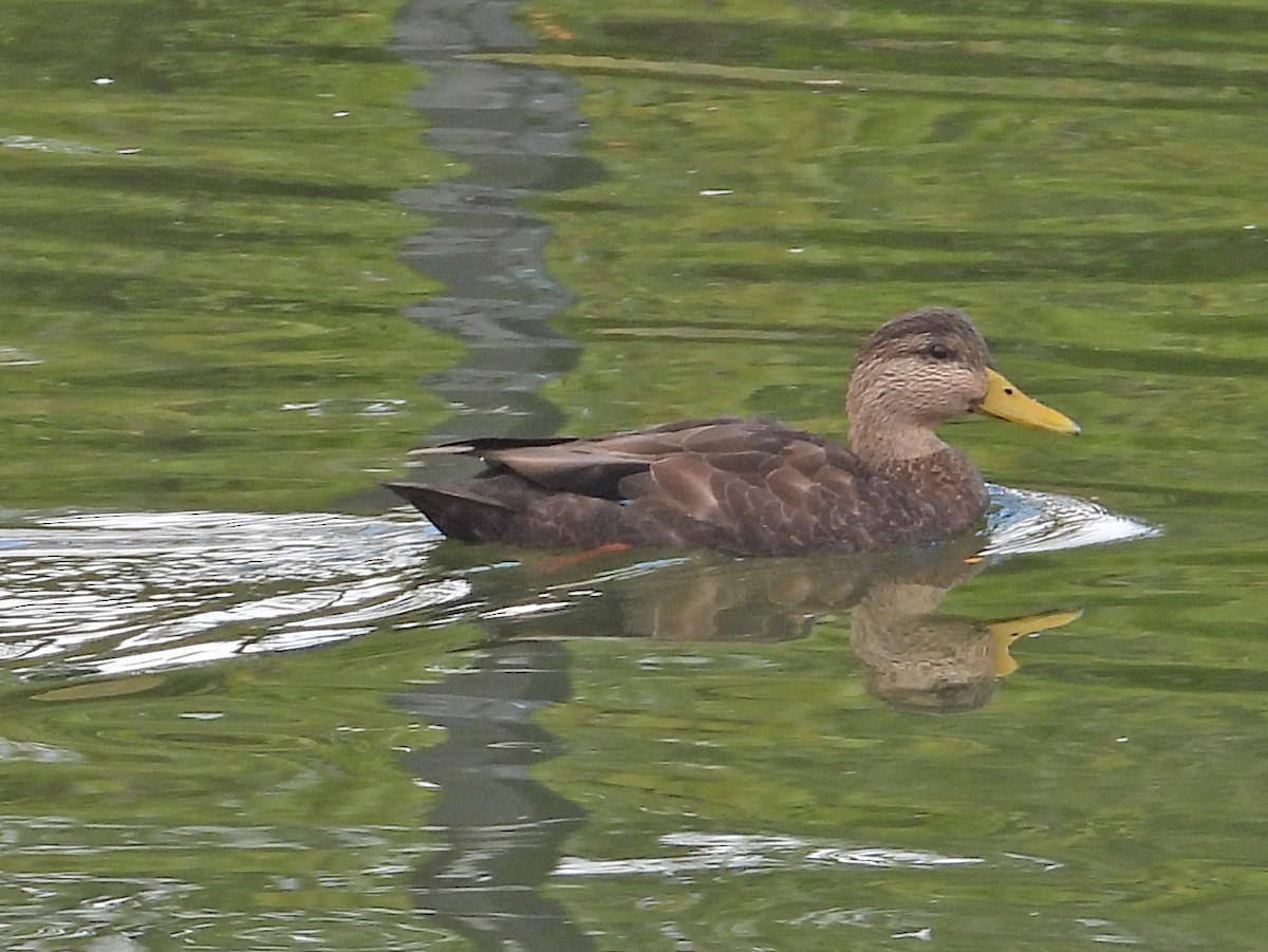 American Black Duck - ML643430120