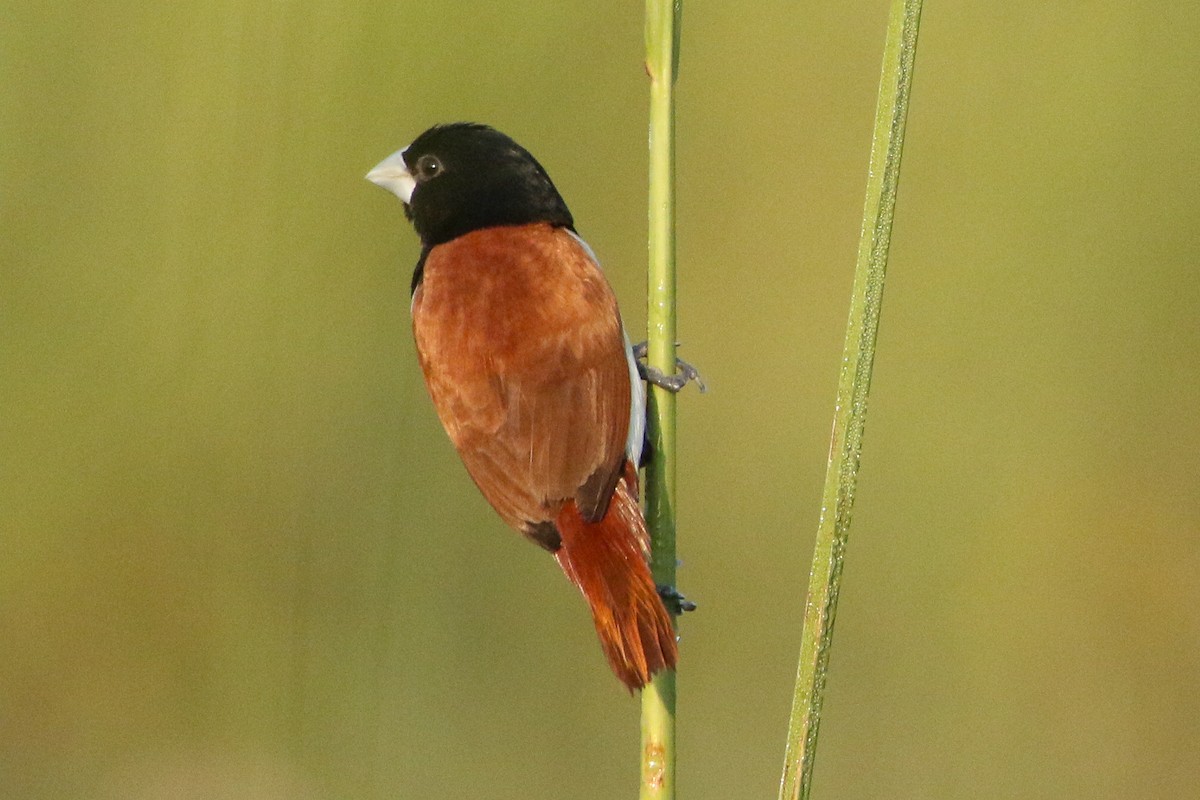 svarthodenonne - ML643430121