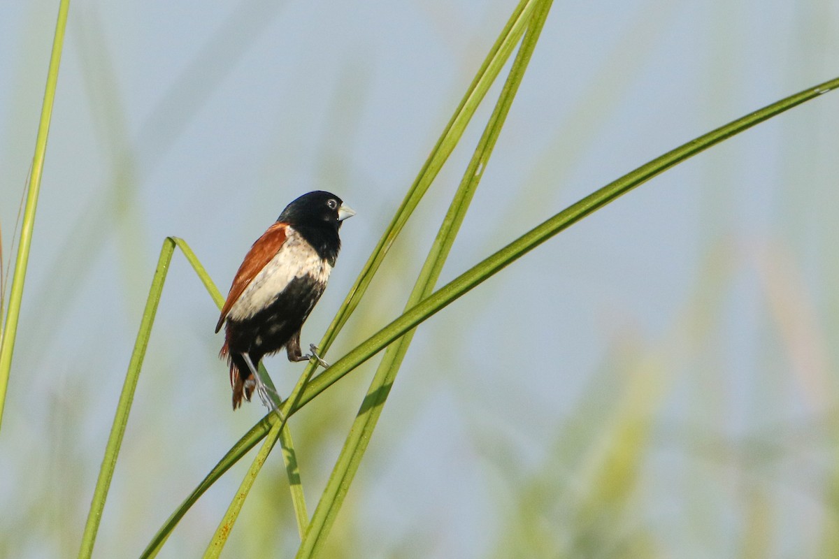 svarthodenonne - ML643430122