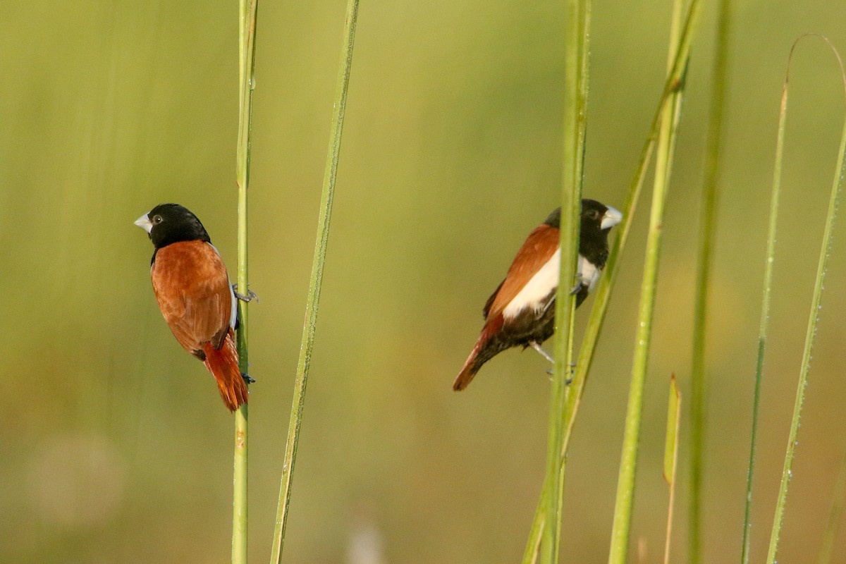 svarthodenonne - ML643430123