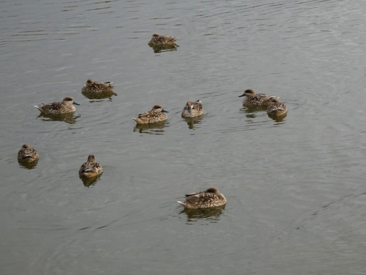 Marbled Duck - ML643430126