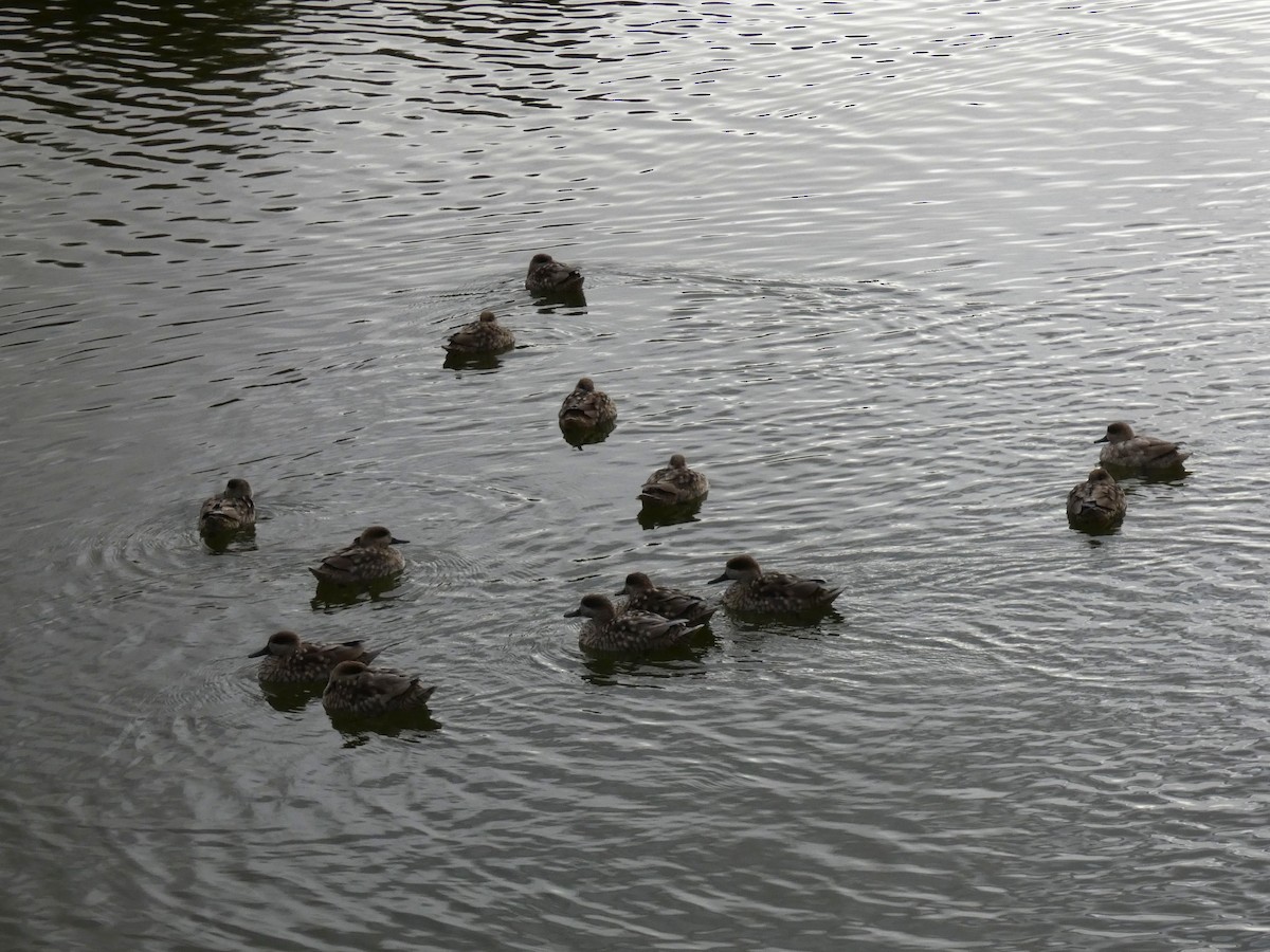 Marbled Duck - ML643430127