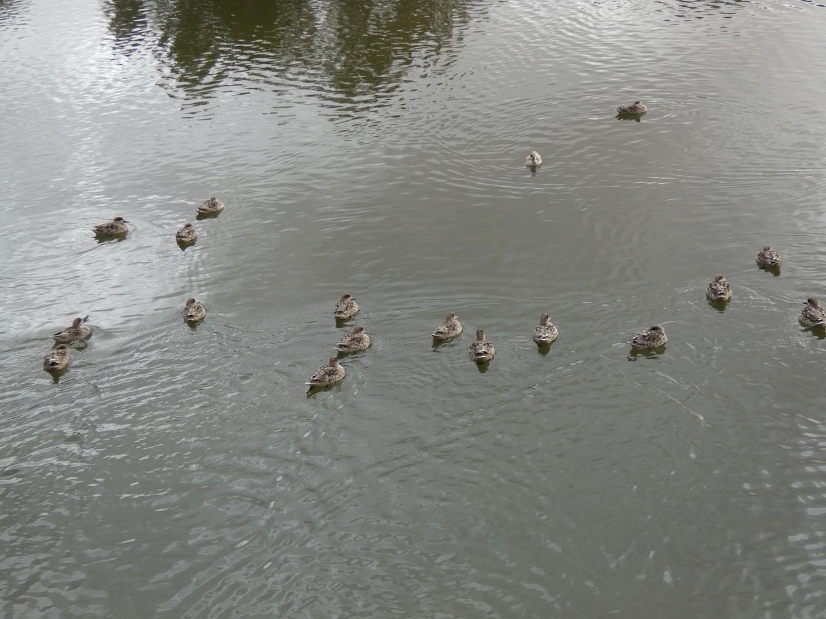 Marbled Duck - ML643430128