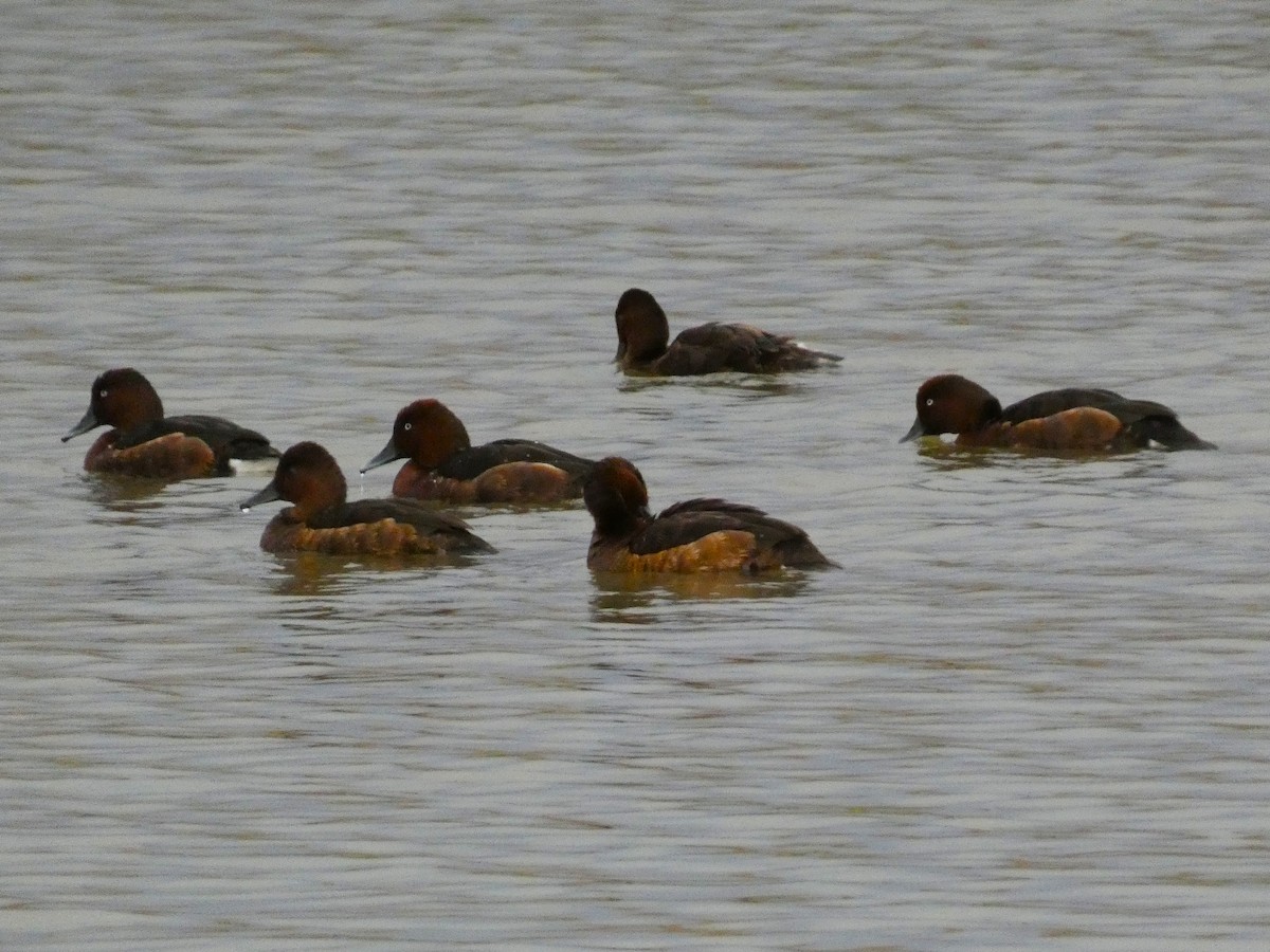 Ferruginous Duck - ML643430130