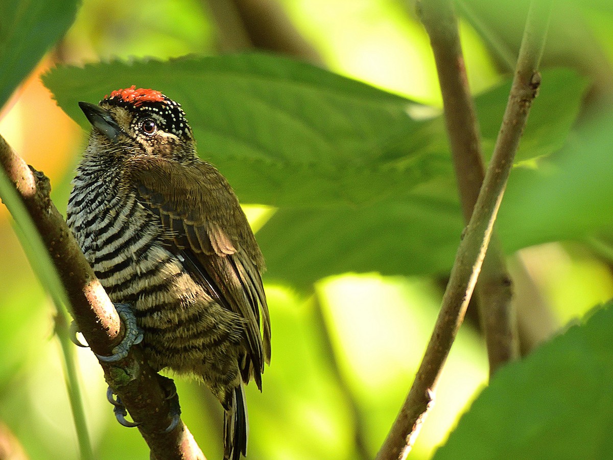 White-barred Piculet - ML643430136