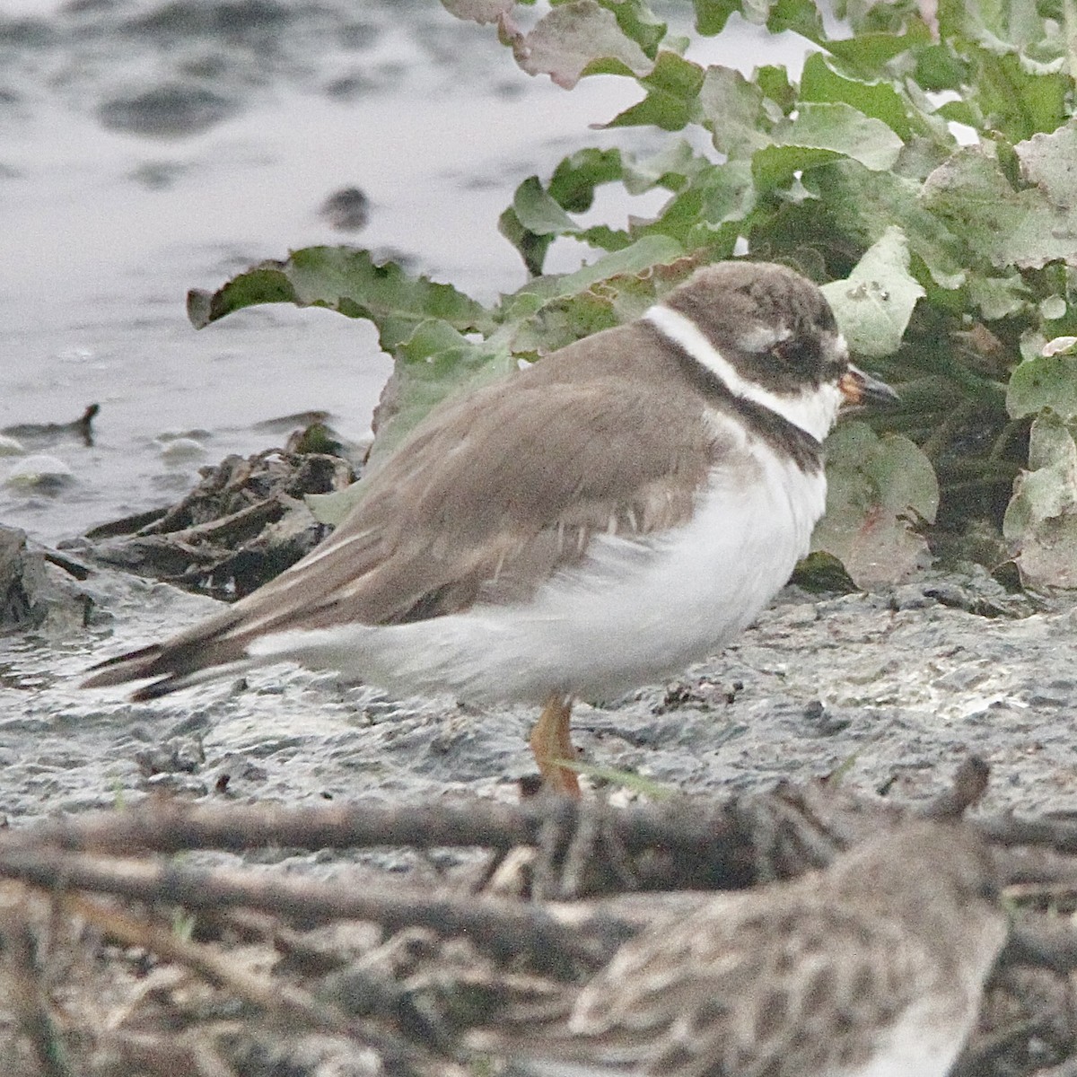 Semipalmated Plover - ML643430137