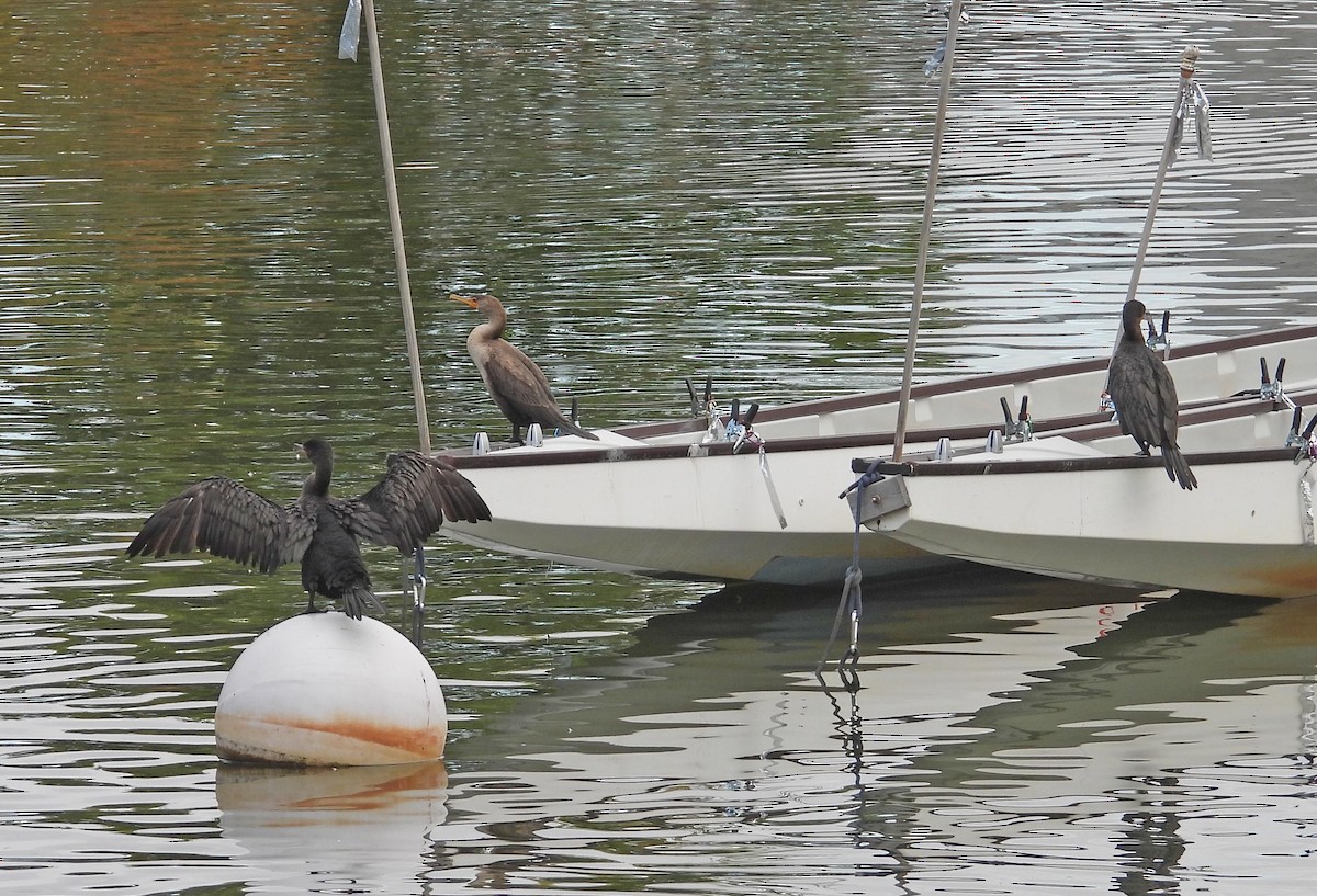 Double-crested Cormorant - ML643430139