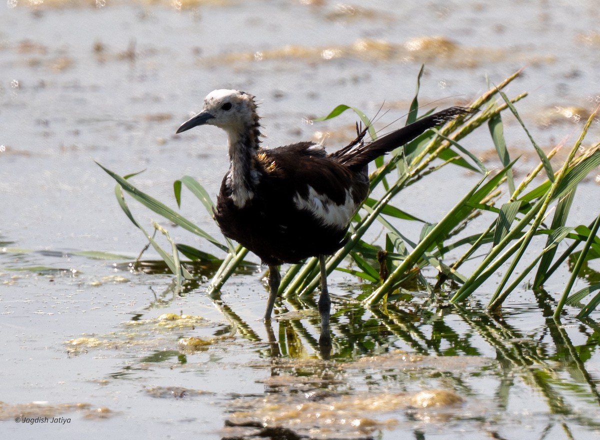 Jacana à longue queue - ML643430140