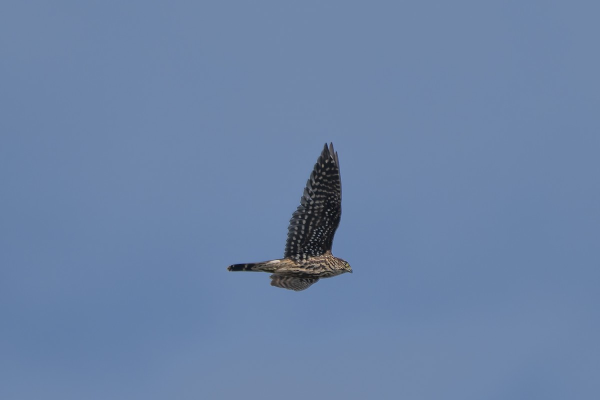 Підсоколик малий - ML643430143