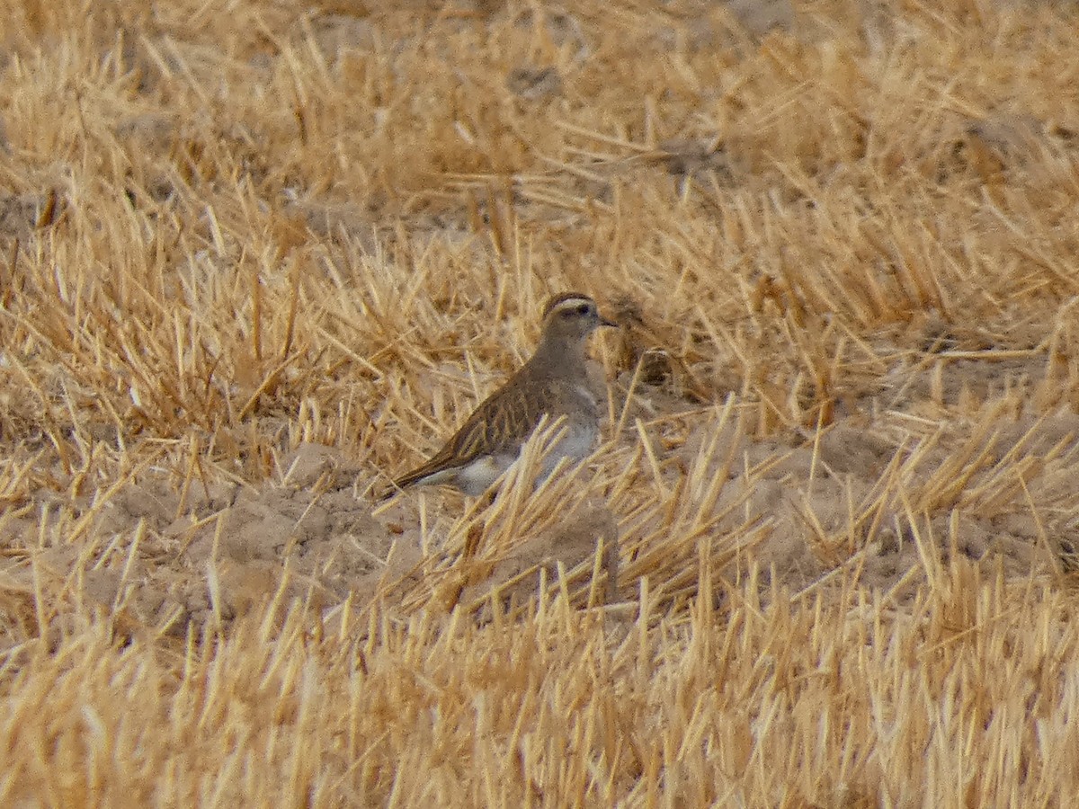 Eurasian Dotterel - ML643430154