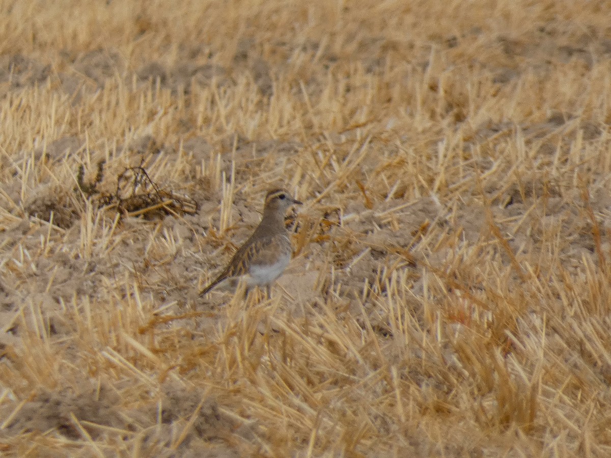 Eurasian Dotterel - ML643430155